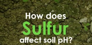 How Does Garden Sulfur Affect Soil PH