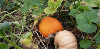 How to Grow Pumpkins In you Home Garden