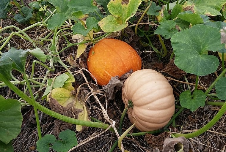 How to Grow Pumpkins In you Home Garden