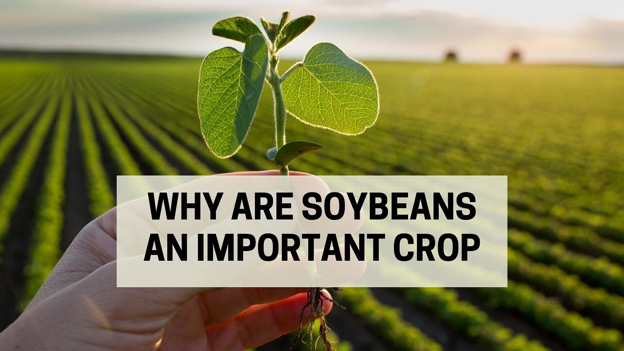 Why Are Soybeans An Important Crop