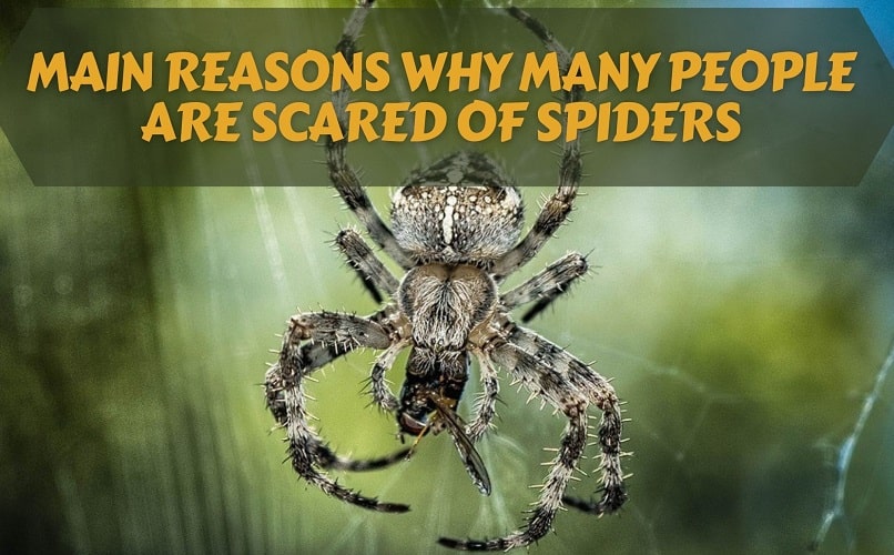 Main Reasons Why Many People Are Scared Of Spiders