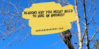 Reasons Why You Might Need to Hire an Arborist