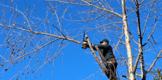Reasons Why You Might Need to Hire an Arborist