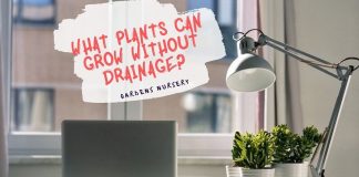 What Plants Can Grow Without Drainage