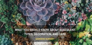 What You Should Know About Succulent Types, Decoration, and Care