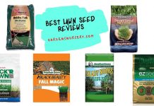 Best Lawn Seed Reviews