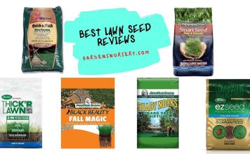 Best Lawn Seed Reviews