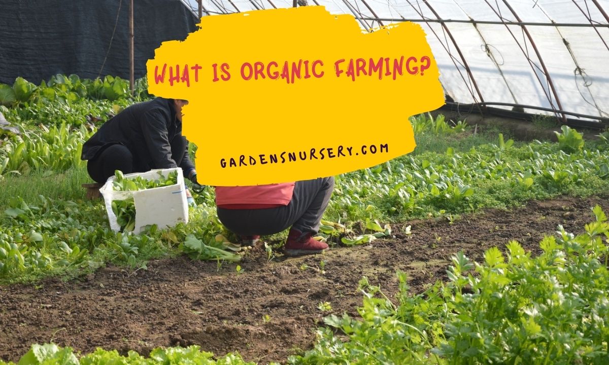 What is Organic Farming
