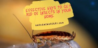 Effective Ways To Get Rid Of Insects In Your Home