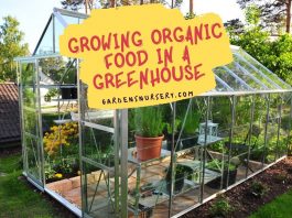 Growing Organic Food In A Greenhouse