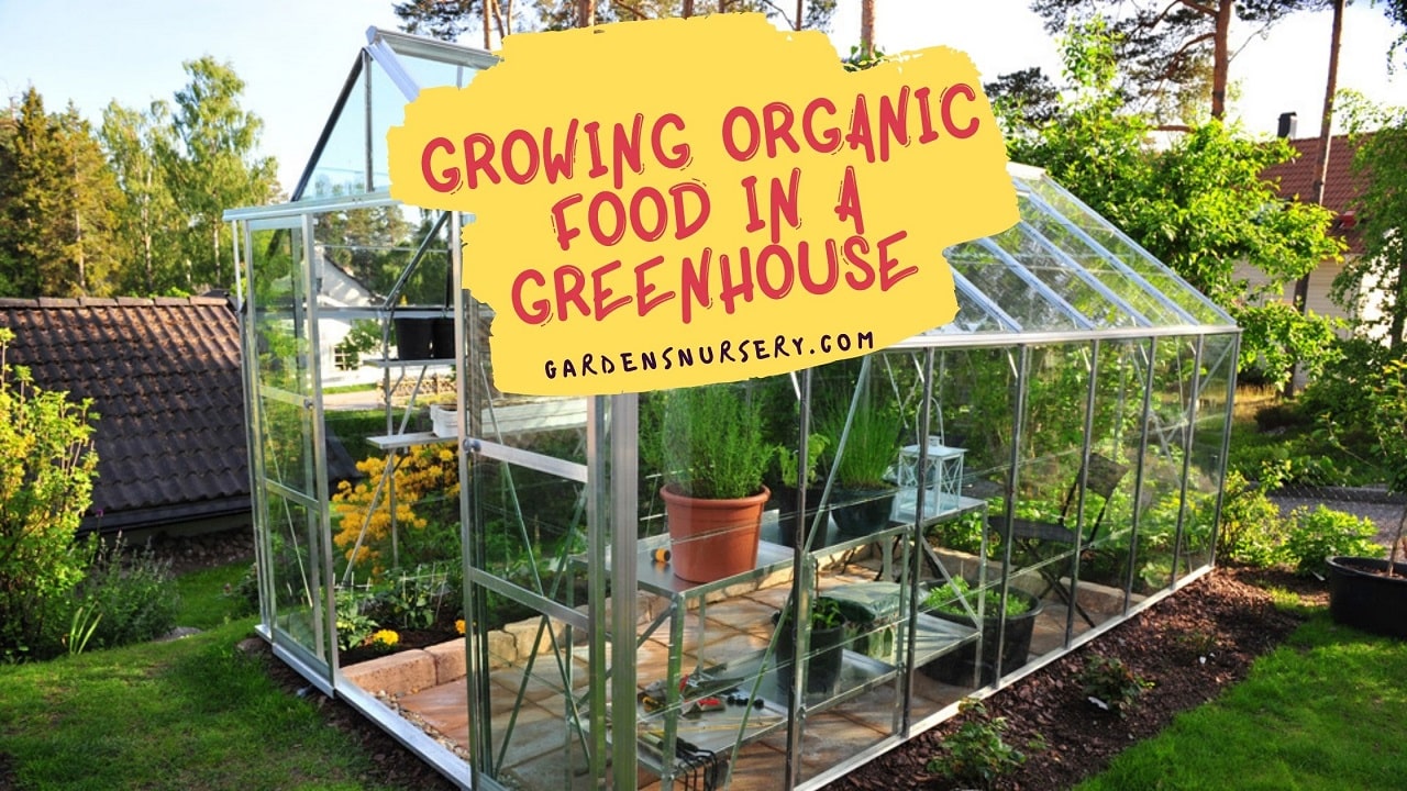 Growing Organic Food In A Greenhouse