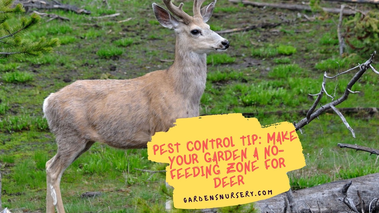 Control Deer Tip: Make Your Garden A No-Feeding Zone For Deer