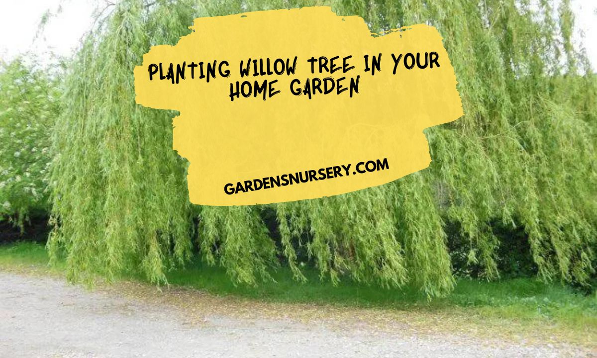 Planting Willow Tree in your Home Garden