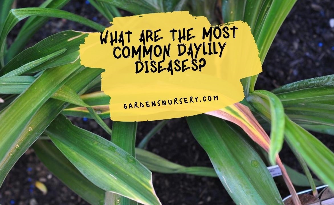 What Are The Most Common Daylily Diseases