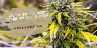 How To Find the Right Strain for You To Grow