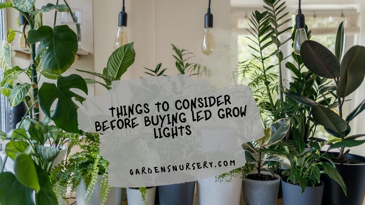 Things to Consider Before Buying LED Grow Lights