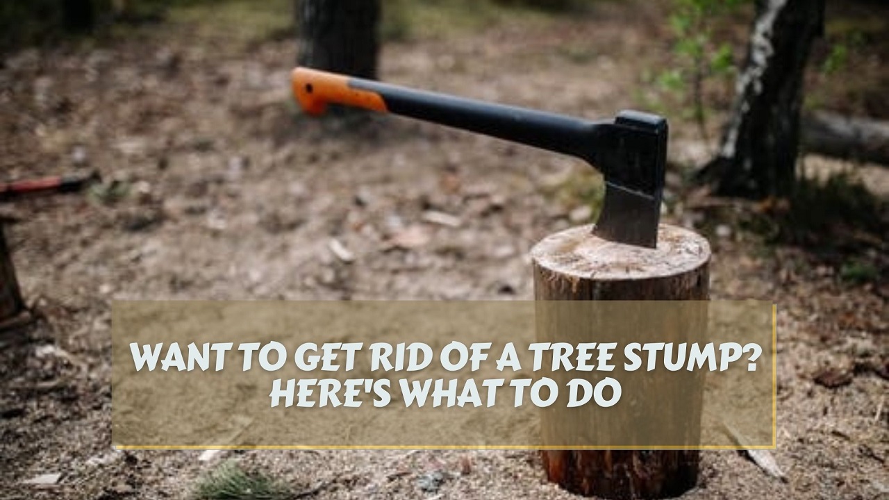 want-to-get-rid-of-a-tree-stump-here-s-what-to-do-gardens-nursery