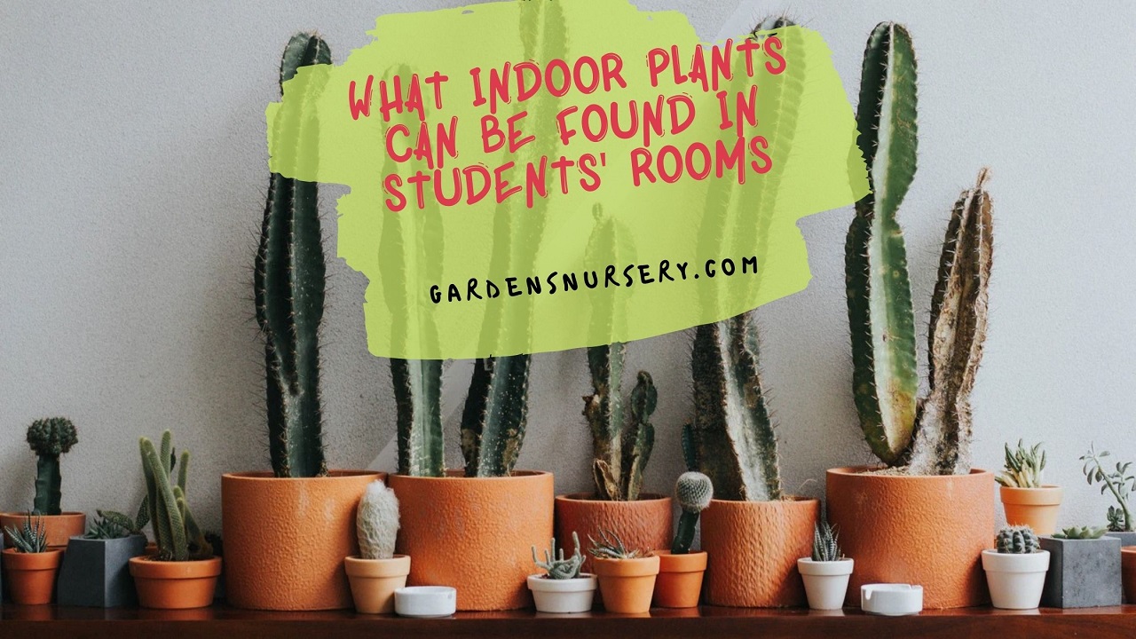 What Indoor Plants Can Be Found in Students' Rooms