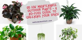 05 Low Maintenance Outdoor Plants - A No-fuss Guide to Greening Your Space