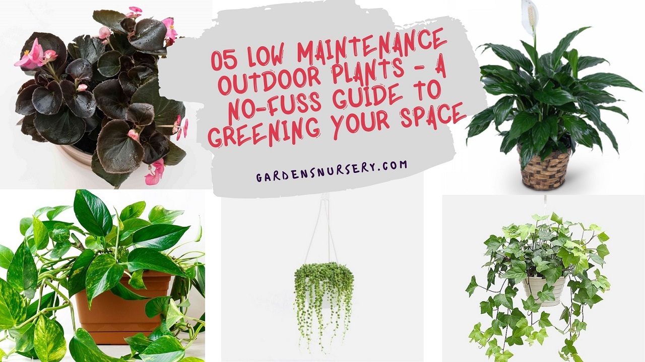05 Low Maintenance Outdoor Plants - A No-fuss Guide to Greening Your Space
