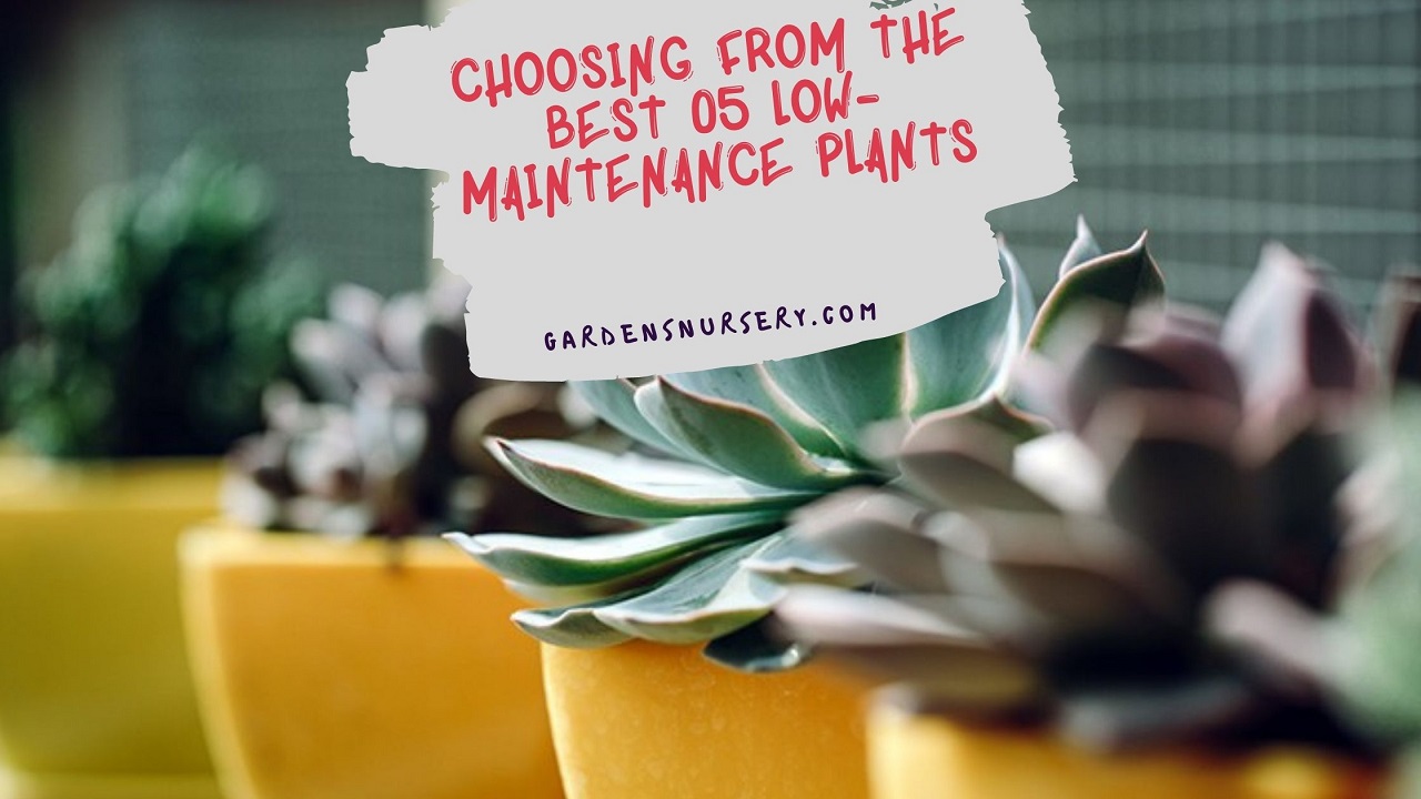 Choosing From The Best 05 Low-Maintenance Plants