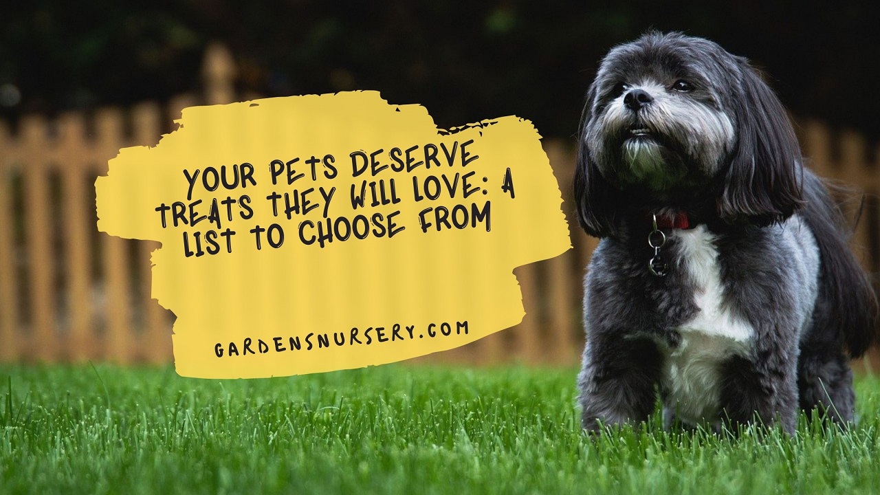 Your Pets Deserve Treats They Will Love A List To Choose From