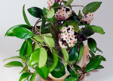 hoya plant purpose or for growing plants indoors