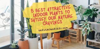 5 Best Attractive Indoor Plants To Satisfy Our Nature Cravings