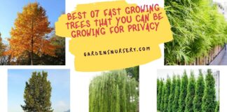 Best 07 Fast Growing Trees That You Can be Growing For Privacy