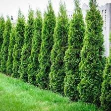 Green Huge Arborvitae (Thuja standishii x plicata)