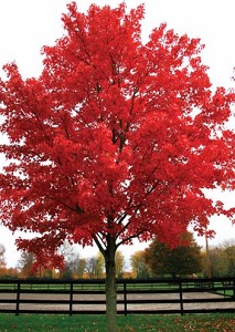 October Glory Red Maple