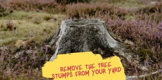 Why It's Important To Remove The Tree Stumps From Your Yard