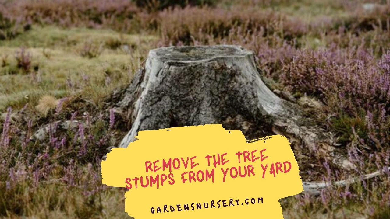 Why It's Important To Remove The Tree Stumps From Your Yard