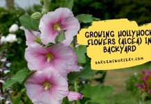 Growing Hollyhock Flowers (Alcea) In Backyard