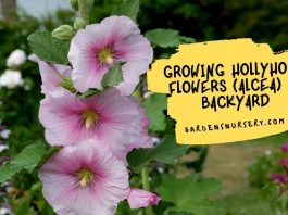 Growing Hollyhock Flowers (Alcea) In Backyard