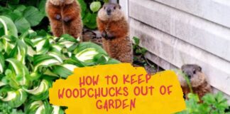 How To Keep Woodchucks Out Of Garden
