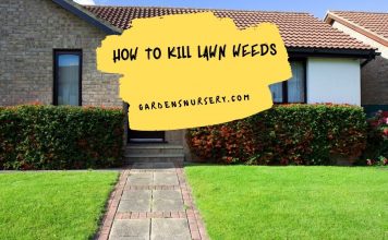 How to Kill Lawn Weeds