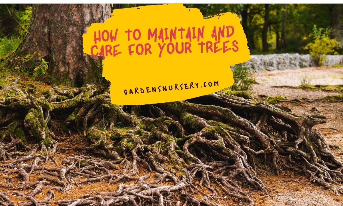 How to Maintain and Care for Your Trees