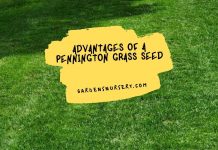 Advantages of a Pennington Grass Seed