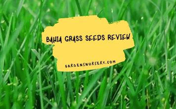 Bahia Grass Seeds Review
