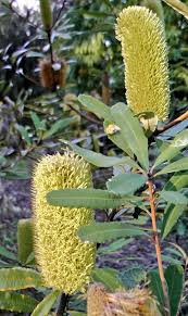 Banksia Oblongifolia