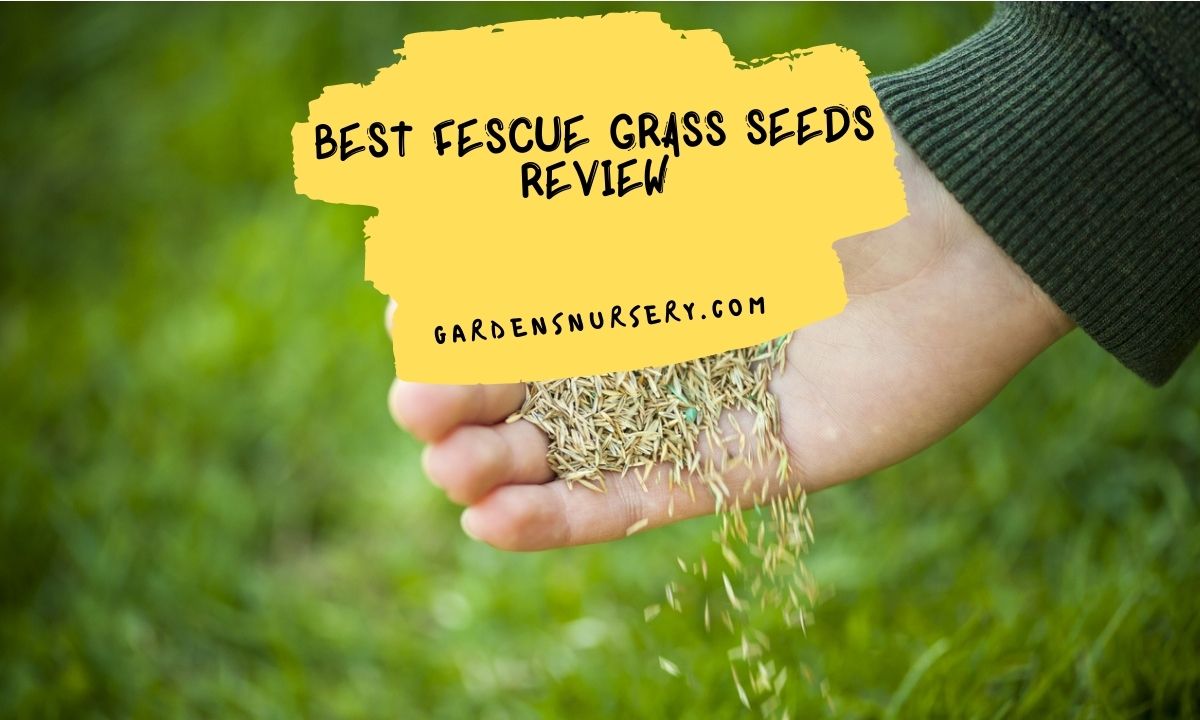 Best Fescue Grass Seeds Review