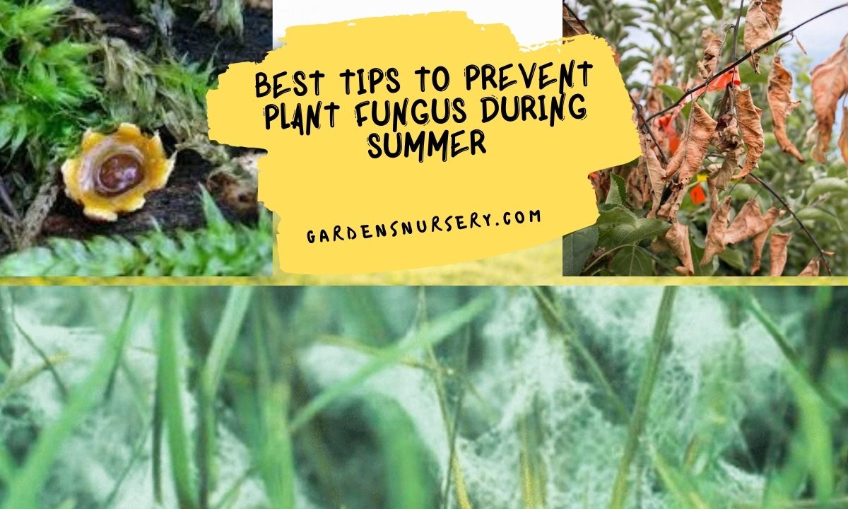 Best Tips to Prevent Plant Fungus During Summer