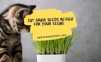 Cat Grass Seeds Review For Your Feline