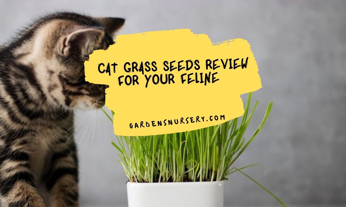Cat Grass Seeds Review For Your Feline 