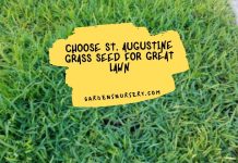 Choose St. Augustine Grass Seed for Great Lawn