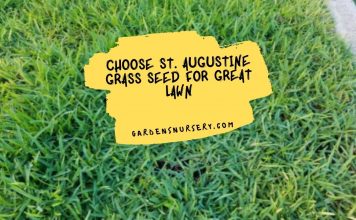 Choose St. Augustine Grass Seed For Great Lawn