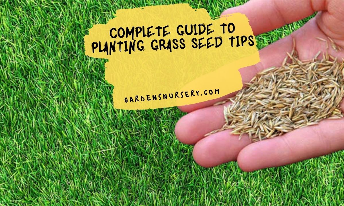 Complete Guide to Planting Grass Seed Tips