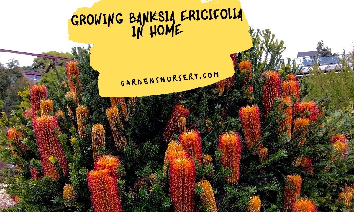 Growing Banksia Ericifolia in Home