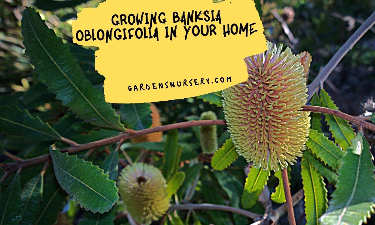 Growing Banksia Oblongifolia In Your Home